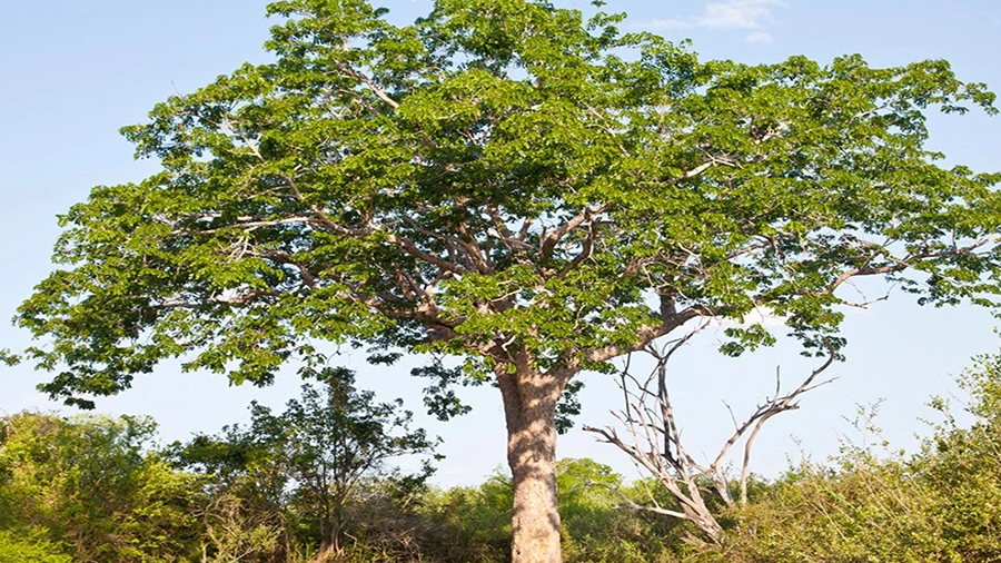 આ વૃક્ષ 12 વર્ષમાં બનાવી દેશે કરોડપતિ! ઔષધીય ગુણોથી છે ભરપૂર, મચ્છરો પણ ભગાડે છે દૂર