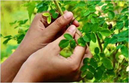 બ્લડ શુગર અને હાઈ કોલેસ્ટ્રોલનો આ છે સચોટ ઈલાજ! આ વસ્તુનો ઉપયોગ આજે જ શરૂ કરો!