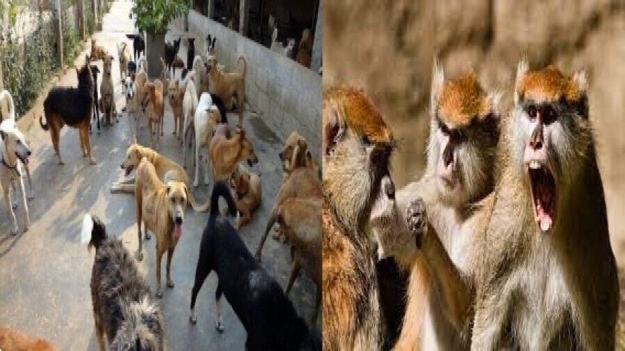 ખૂન કે બદલે ખૂન : કૂતરાઓએ વાંદરાનું બચ્ચું માર્યું તો બદલો લેવા વાંદરાઓએ 250 કૂતરાને મોતને ઘાટ 