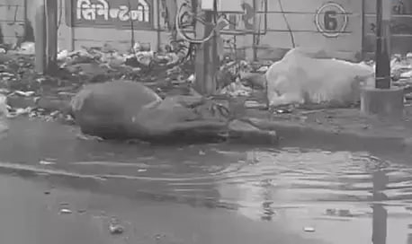 સાર્વત્રિક વરસાદ વચ્ચે આ ગુજરાતના આ શહેરમાં  2 ગાયને લાગ્યો કરંટ, એકનું મોત