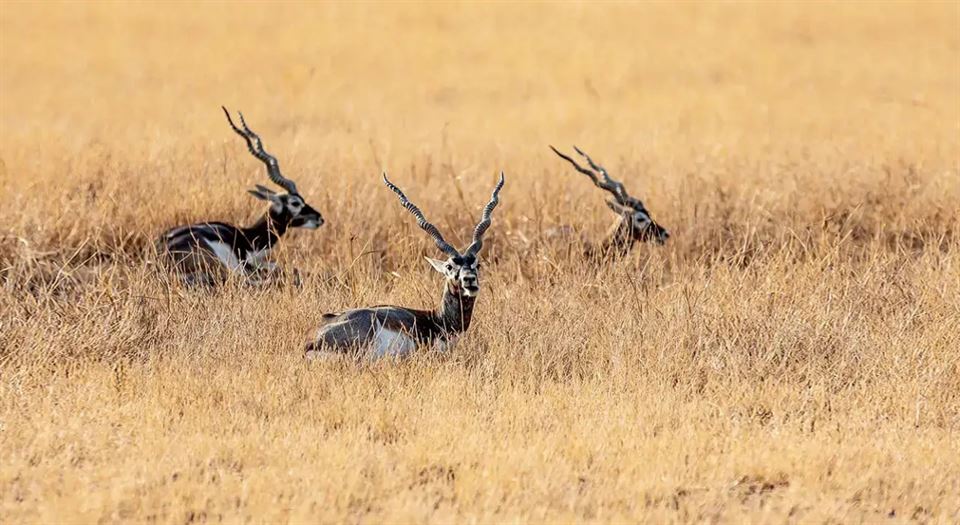 રહસ્યમય બીમારીથી 10 કાળિયારના મોત! ડૉક્ટરોની પ્રતિક્રિયા આવી સામે