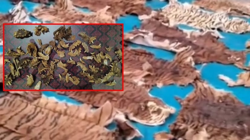 ગુજરાતની પહેલી ઘટના! આ શહેરમાંથી 40થી વધુ વાઘના ચામડા અને 100થી વધારે નખ મળી આવ્યા, વનવિભાગ પણ 