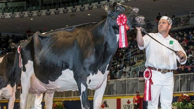 દુનિયાની સૌથી મોંઘી ગાય 9 કરોડ રૂપિયામાં વેચાઇ હતી, ગાયની ખાસિયતો જાણીને દંગ રહી જશો
