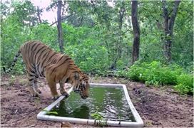 ગુજરાત સરકારે કેન્દ્ર સરકાર પાસેથી માંગી વાઘણ, ગુજરાતના આ જિલ્લામાં વાઘને વસાવવાની છે યોજના! જા