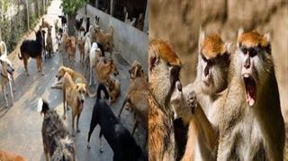 ખૂન કે બદલે ખૂન : કૂતરાઓએ વાંદરાનું બચ્ચું માર્યું તો બદલો લેવા વાંદરાઓએ 250 કૂતરાને મોતને ઘાટ 
