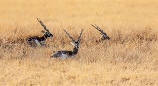 રહસ્યમય બીમારીથી 10 કાળિયારના મોત! ડૉક્ટરોની પ્રતિક્રિયા આવી સામે