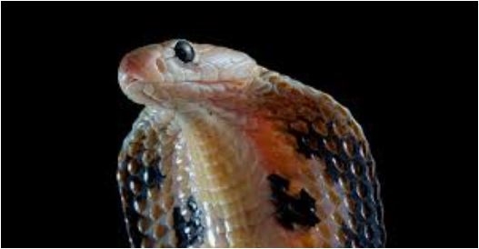 પુત્રોનું કાવતરું