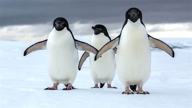 શું શેવાળ ઉગવા માટે પેંગ્વિન જવાબદાર છે?