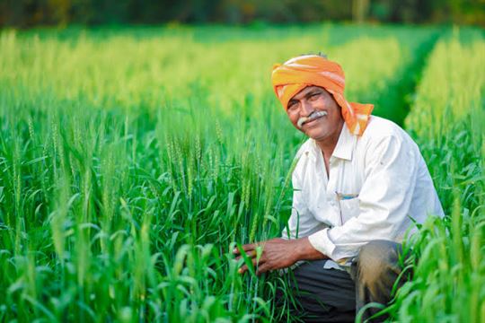 મગની ખેતી માટે આ બાબતોનું ધ્યાન રાખો