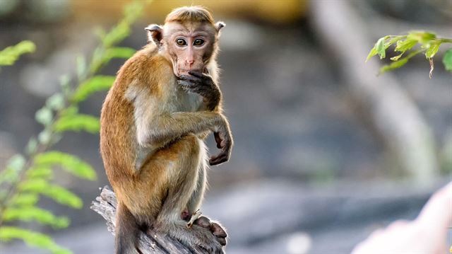 શું છે મંકી બી વાયરસ?
