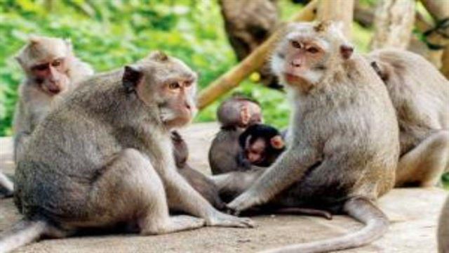 શું છે ઈલાજ?