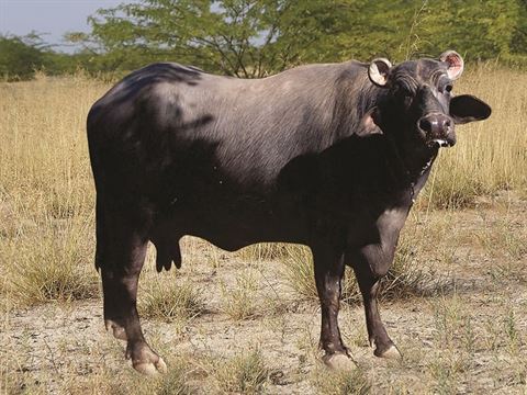 શું છે બન્ની જાતિની ભેંસની વિશેષતા
