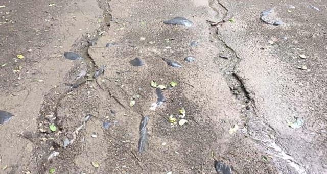 શિવરાત્રી મેળો અને લીલી પરિક્રમા જૂનાગઢ માટે આર્થિક બૂસ્ટર સમાન