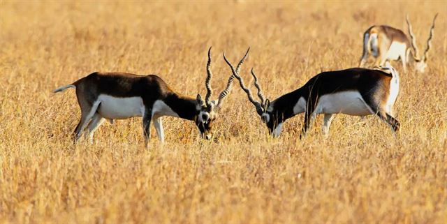 કાળિયારના મૃત્યુનું કારણ શું હતું?