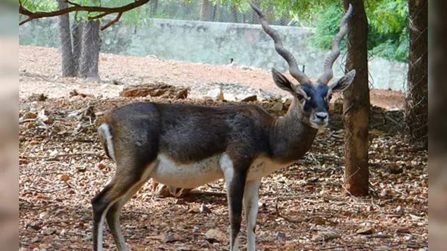 પેસ્ટ્યુરેલા કેવી રીતે મારે છે?