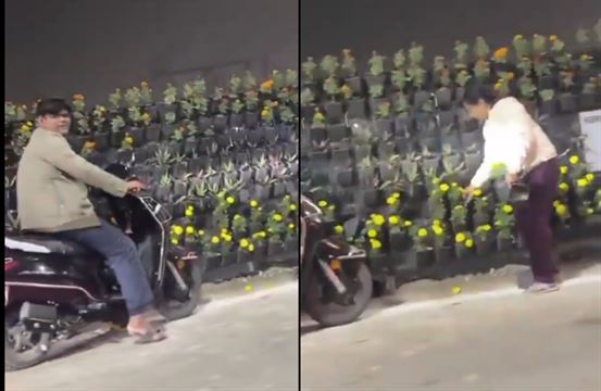 લોકો વાહનોમાં ફૂલોના કુંડા ભરીને લઇ જવા લાગ્યા